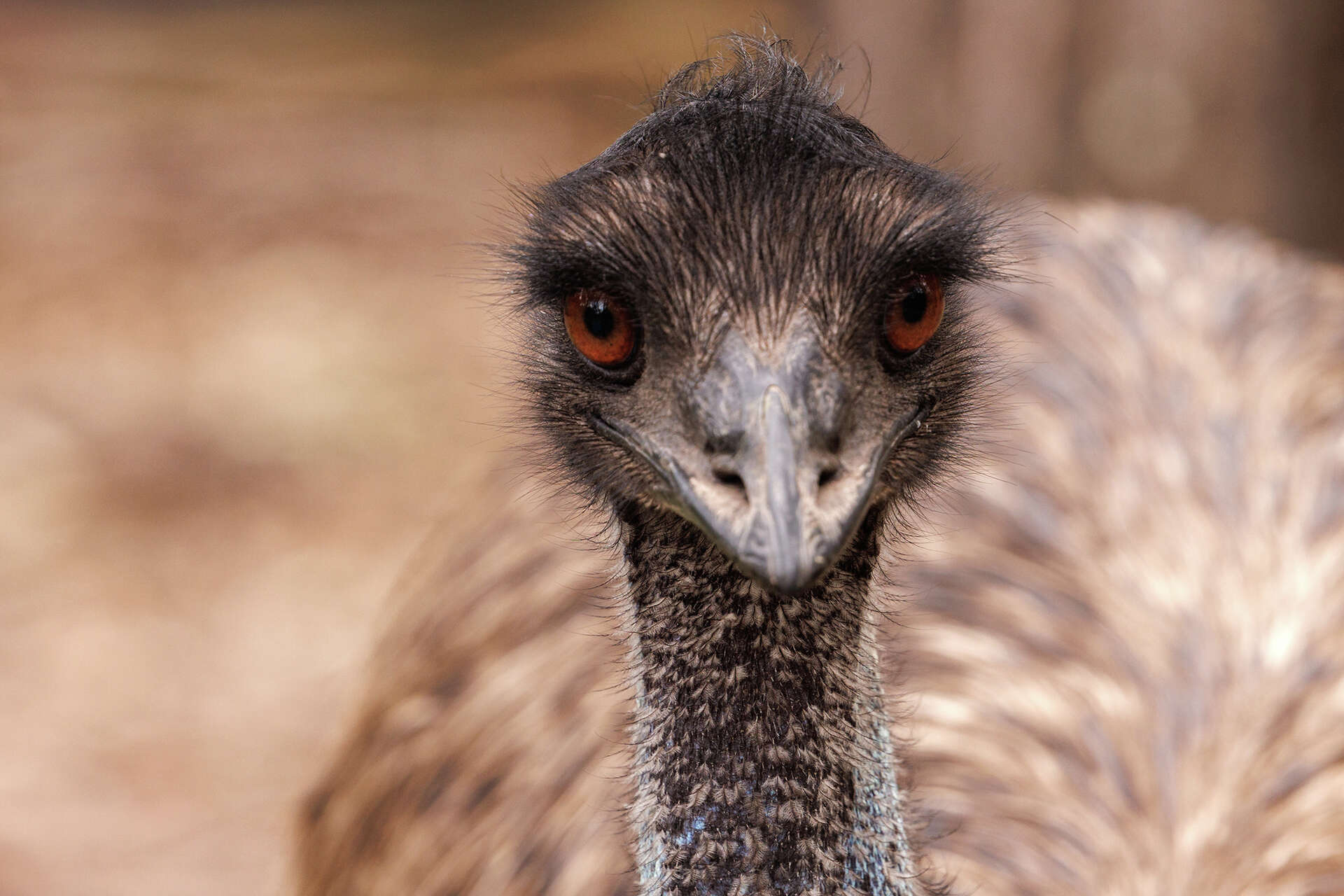 FILE: An emu.