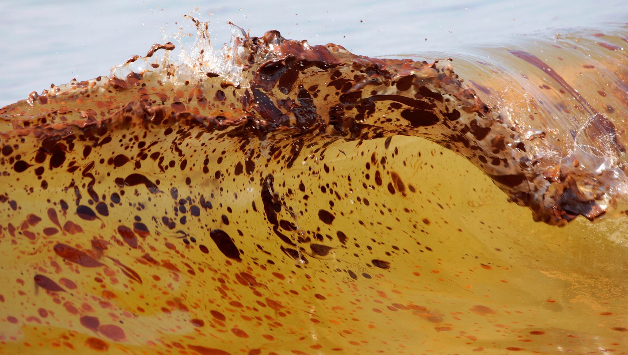 Marine life dramatically declined in Gulf of Mexico in years after BP ...