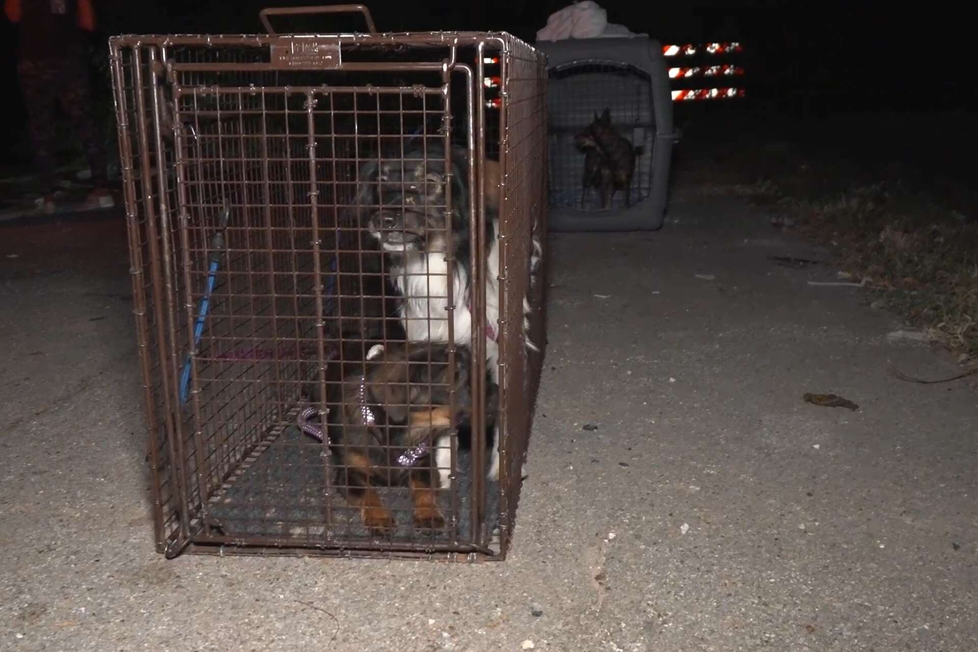 An independent dog rescuer said responders had been trapping and catching them by hand for hours in what was a known area for dog dumping near Shady Lane Park.