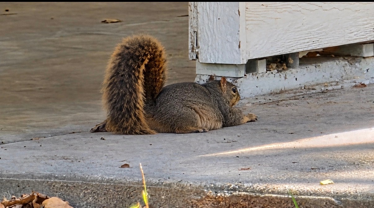 Die „Fat Squirrel Week“ in Texas läuft nur noch 2 Tage. So können Sie ...
