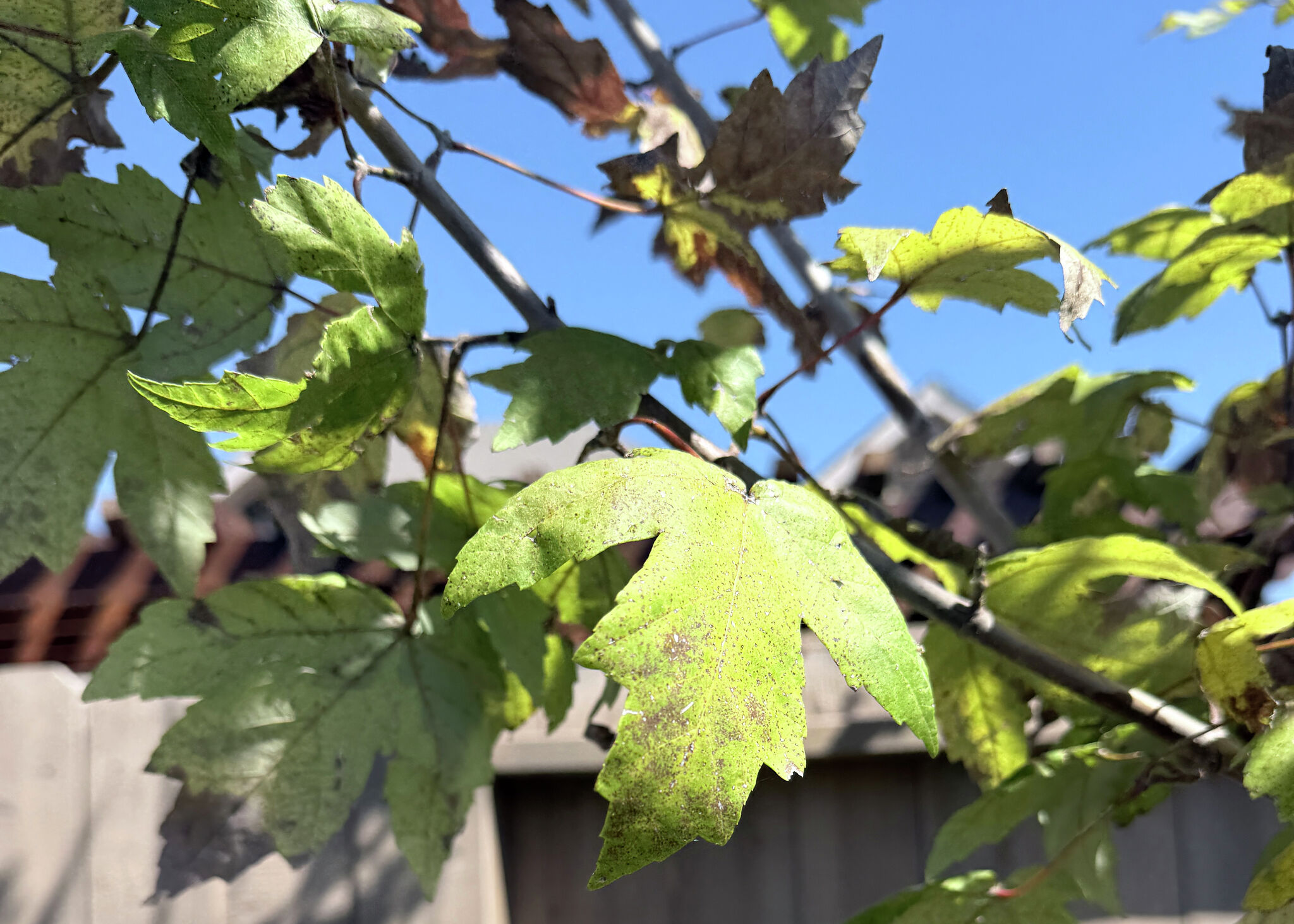 Shady lawn problems? Expert recommends this ground cover