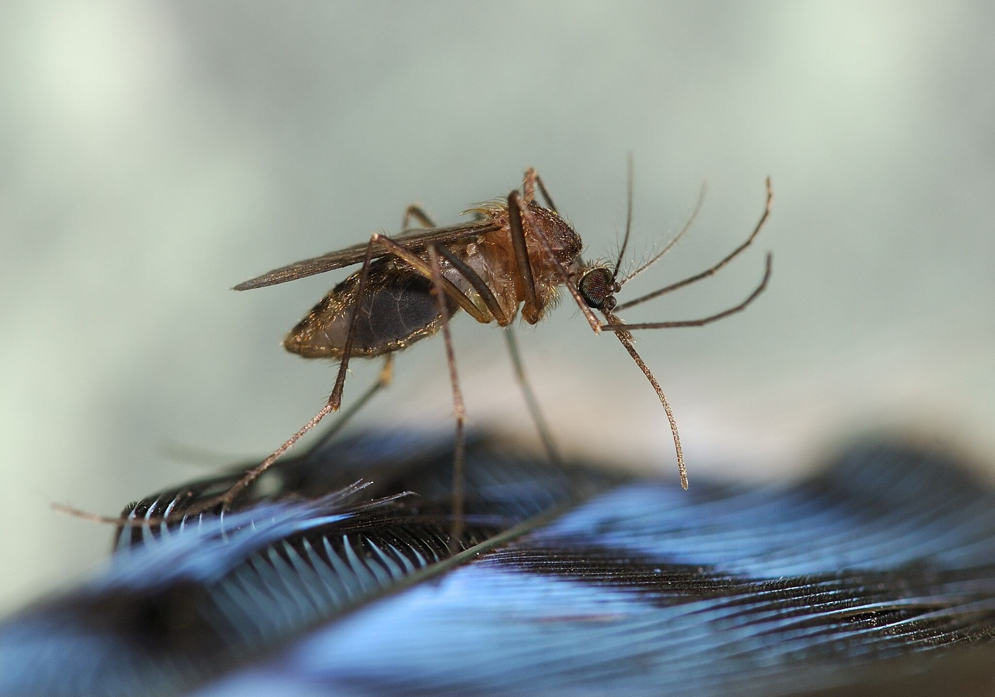 Colchester mosquito tests positive for EEE. Here's what to know