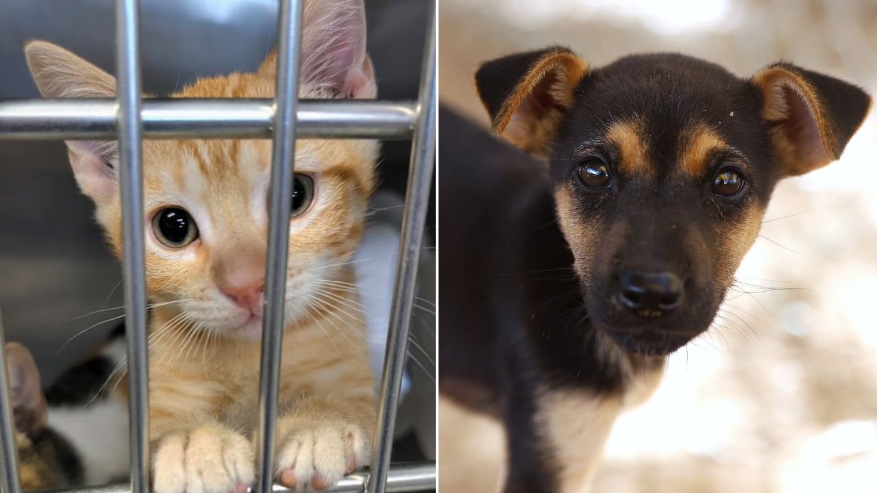 LACS' Jack-o-Lantern, Sulley are LMT Pets of the Week up for adoption
