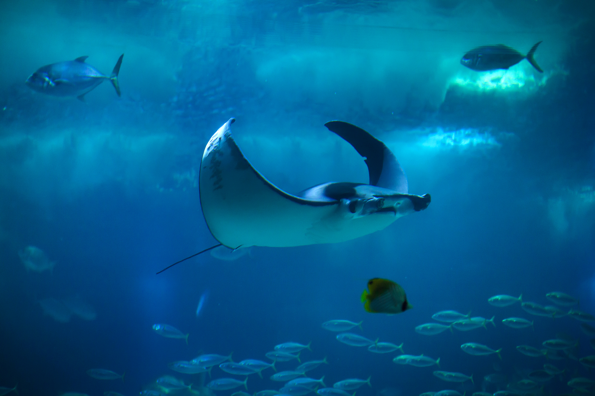 El Niño Brings Rare Devil Rays to Southern California Coast