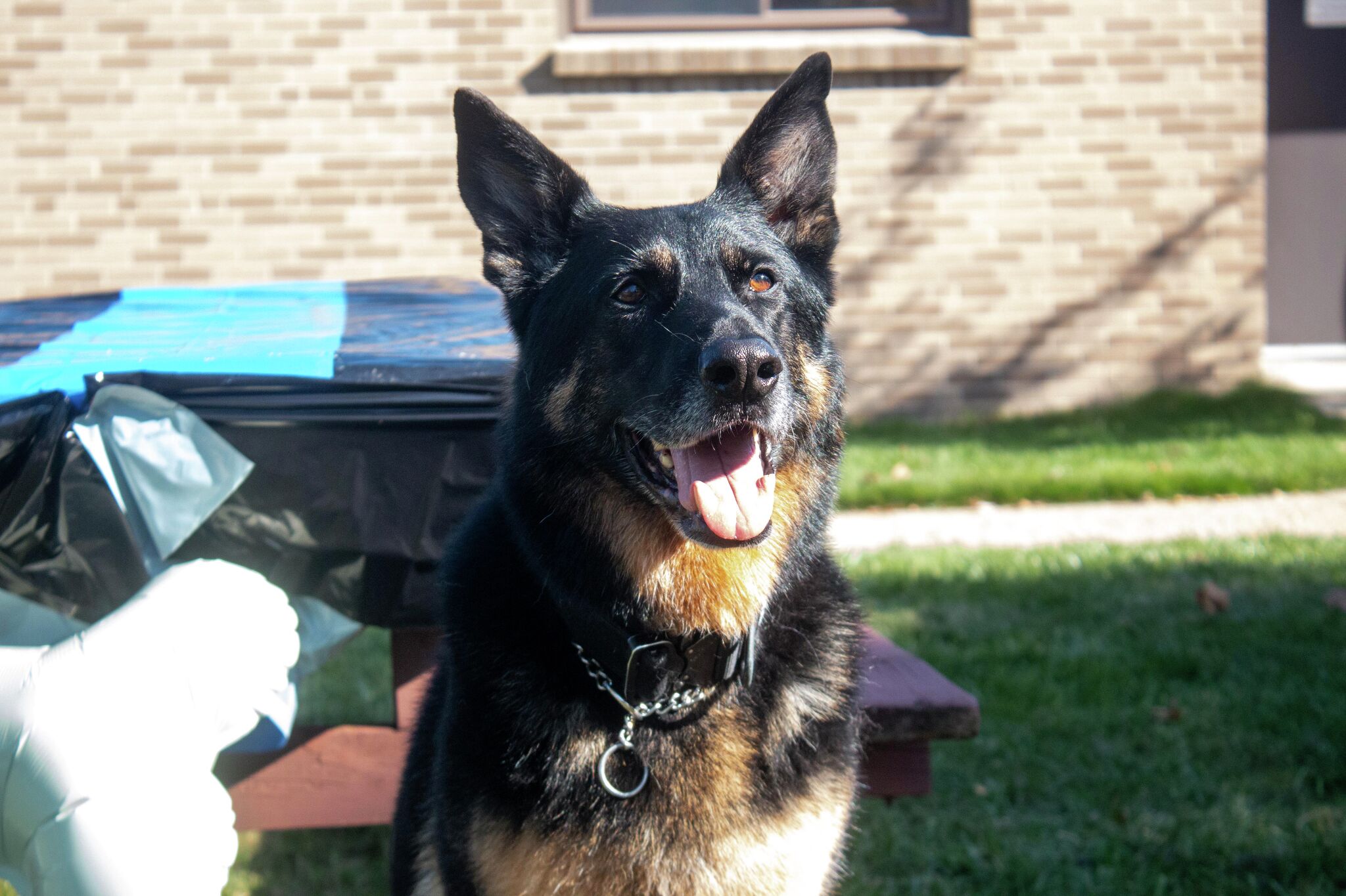 Mecosta County Sheriff's Office K9 Zeke retires Zeke served nearly nine years, made cocaine bust on final day Staff Writer Oct 23, 2026