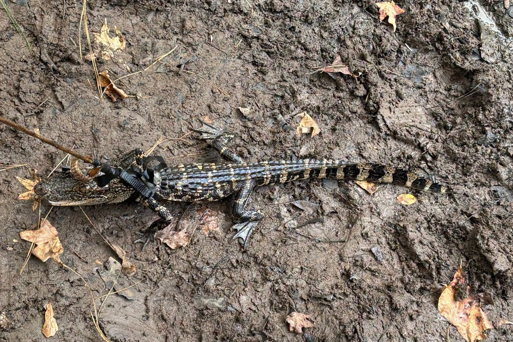 Texas family points fingers after game wardens discover alligator tied to boat