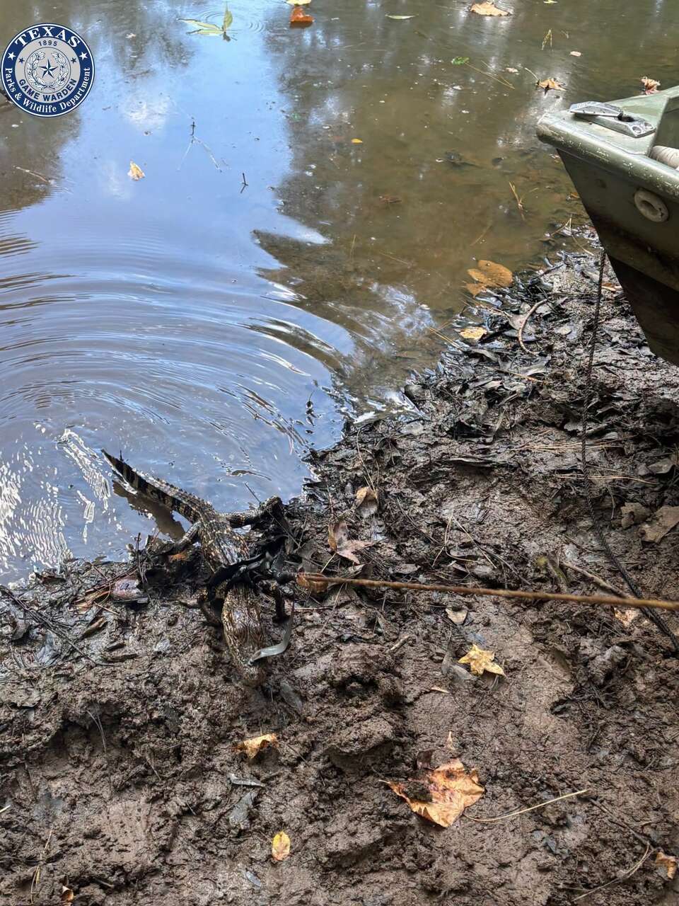 Small Boat Back Texas game wardens find alligator tied to boat