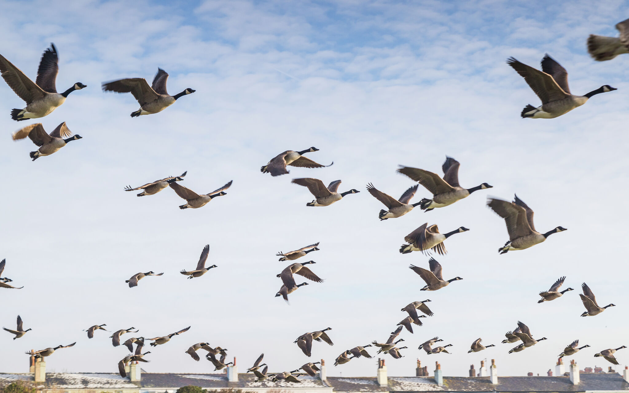 Bird flu cases reported in geese found at Bay Area