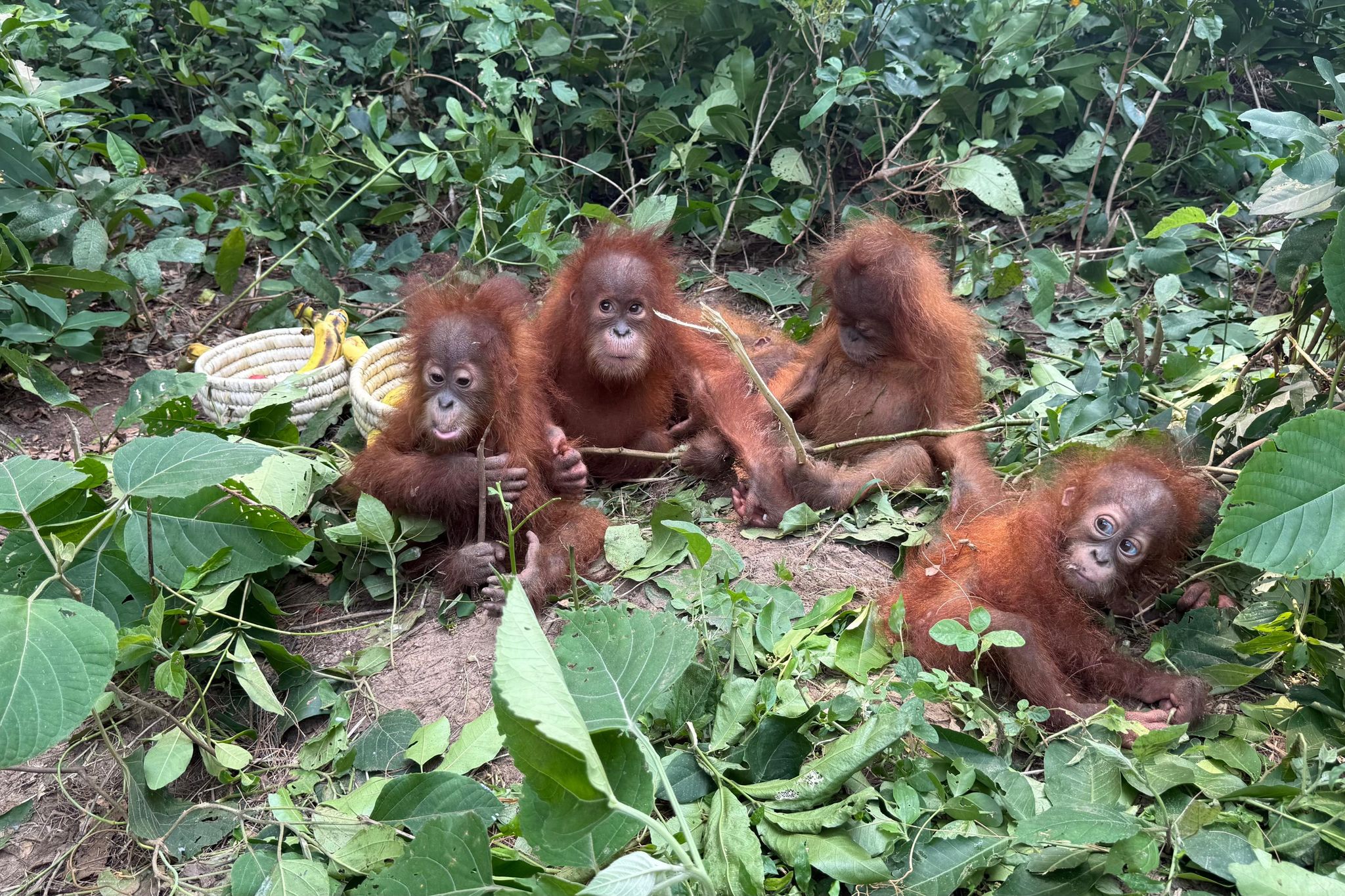 Baby orangutans in India expose illegal wildlife trade as experts ...