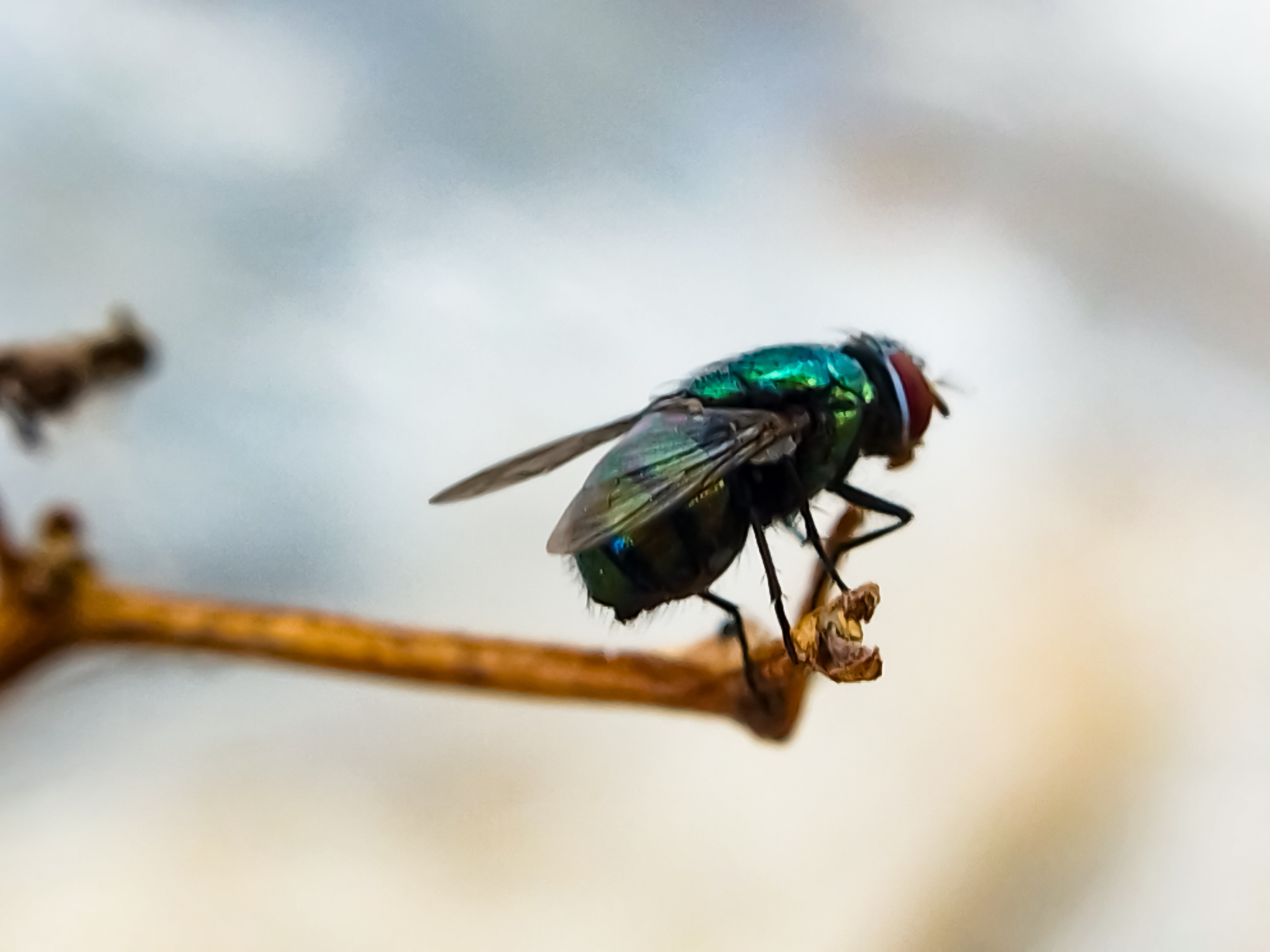 Texas restricts animal movement as screwworm spreads in 19 counties
