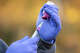 FILE: A biologist with the USDA National Rabies Management Program draws a dose of rabies vaccine into a syringe.