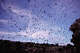 FILE: Swarms of Mexican free-tailed bats emerge from caves at Carlsbad Cavern in California.