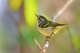 Yellow-browed Warbler (Phylloscopus inornatus) on a branch in nature in Thailand.