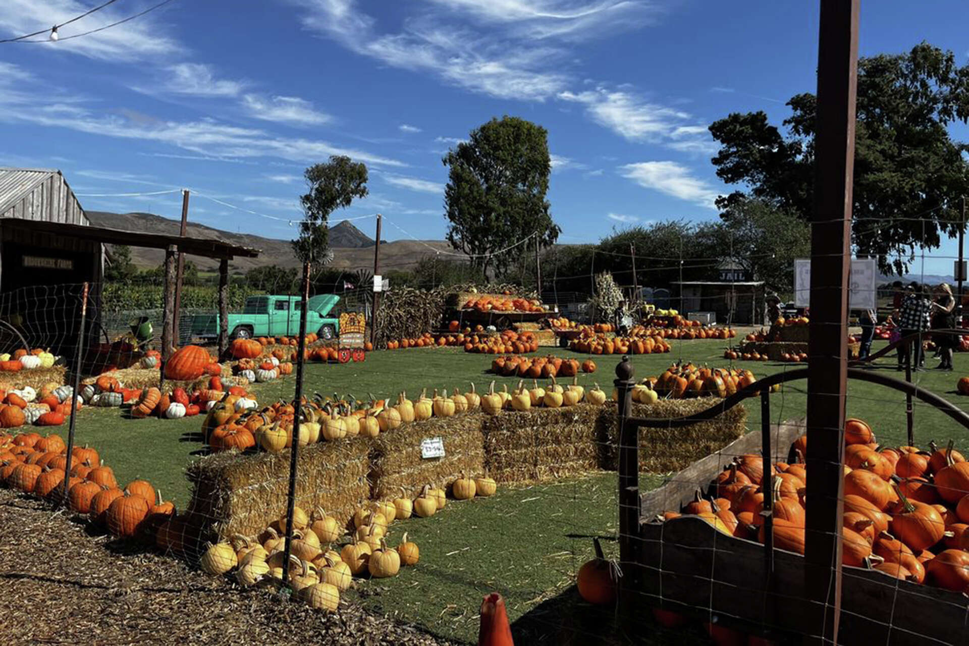 Public health officials are investigating a dangerous E. coli outbreak potentially linked to the Brookshire Farms pumpkin patch in San Luis Obispo County.