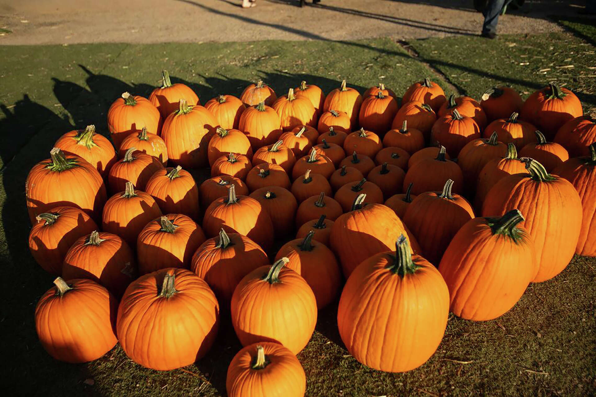 Brookshire Farms, located on the edge of San Luis Obispo, has temporarily closed days before Halloween as health officials investigate five E. coli cases potent