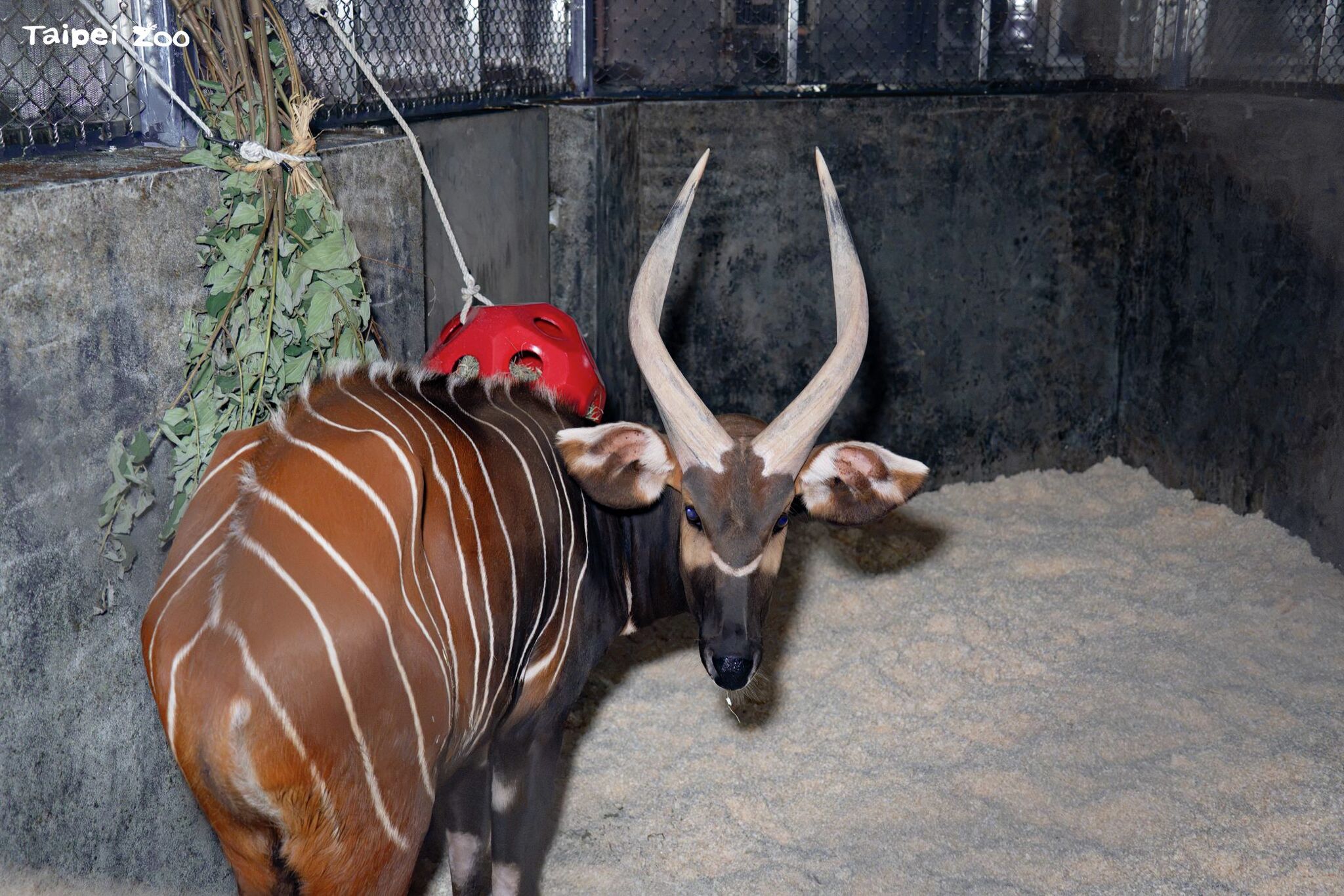 Harris the Bongo Joins Taipei Zoo for Rare Species Breeding