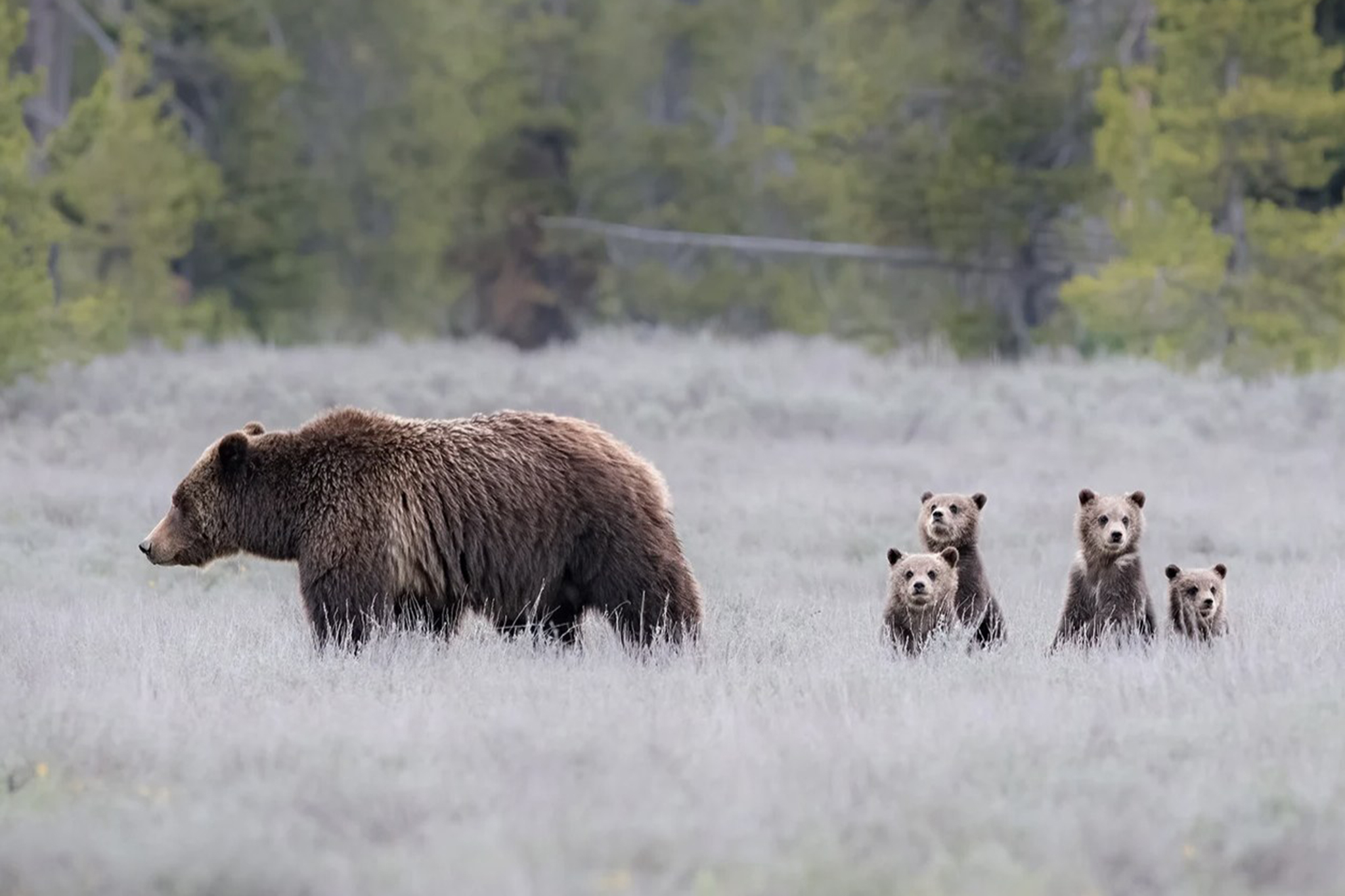 sfgate.com - Kylie Mohr - A new doc on Prime tells the story of Grand Teton's most famous bear