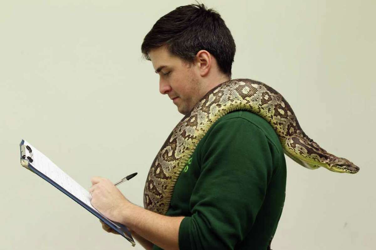LONDON, ENGLAND - JANUARY 04: Zoo keeper Grant Cother makes note of a Dumerils Boa as he conducts ZSL London Zoo's annual stocktake on January 4, 2011 in London, England. London Zoo is home to over 16,000 animals from over 700 different species including over 10,000 invertebrates, 4,700 fish and 100 reptiles. (Photo by Oli Scarff/Getty Images)