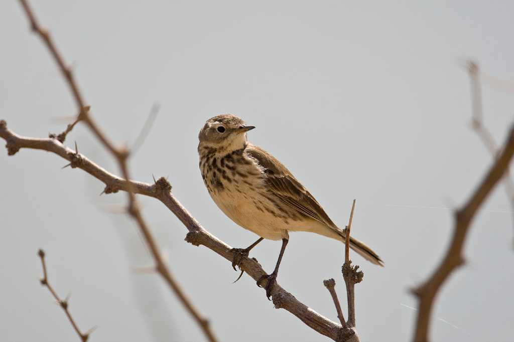 Pipiot Pipit is named after sound it makes