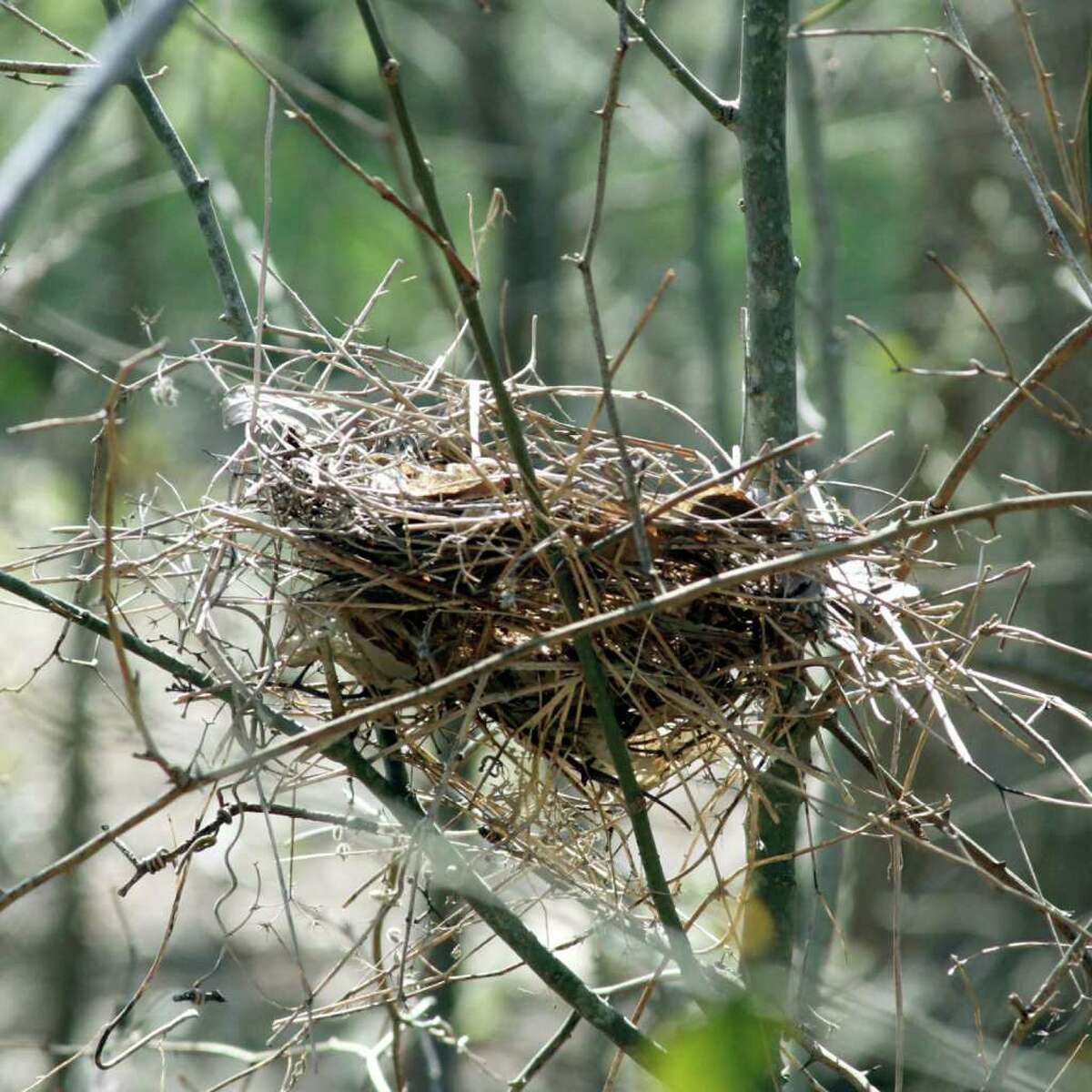 Capture the beauty of a bird nest with a camera