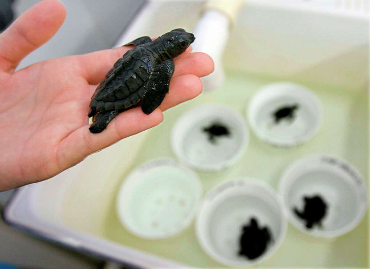 Baby Kemp's ridley turtles found on Bolivar