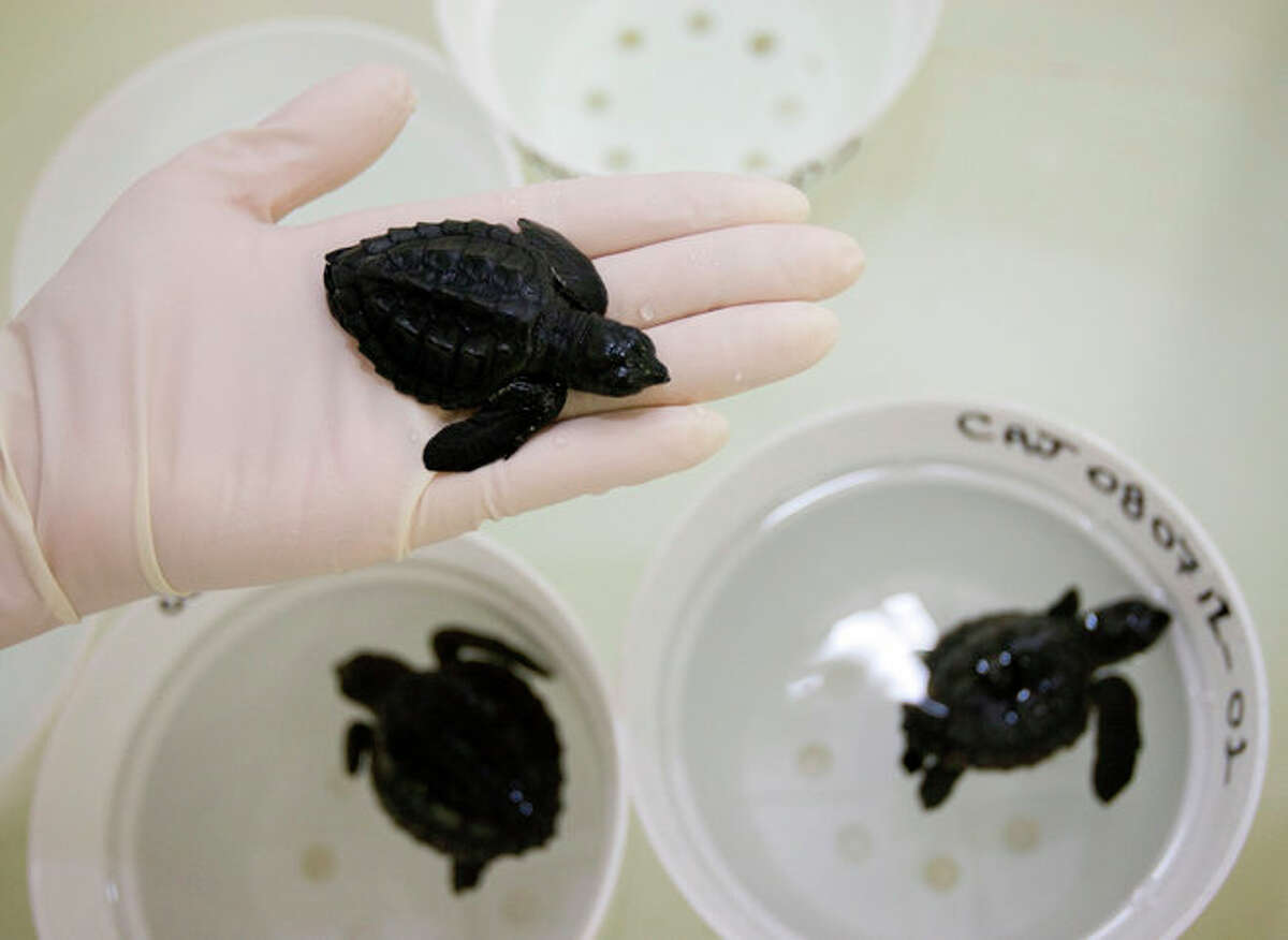 Baby Kemp's ridley turtles found on Bolivar