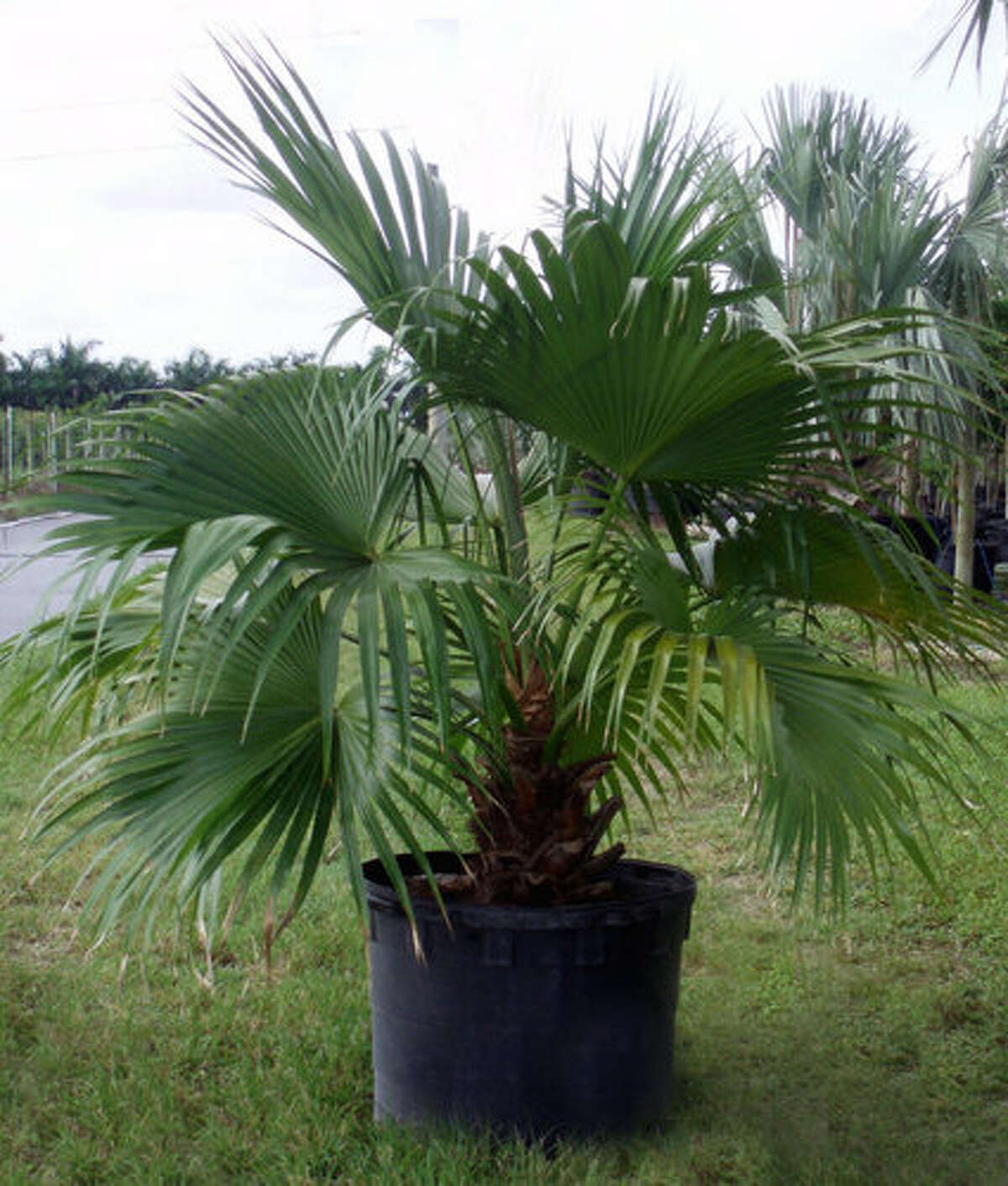 Southeast Texas guide to palm trees