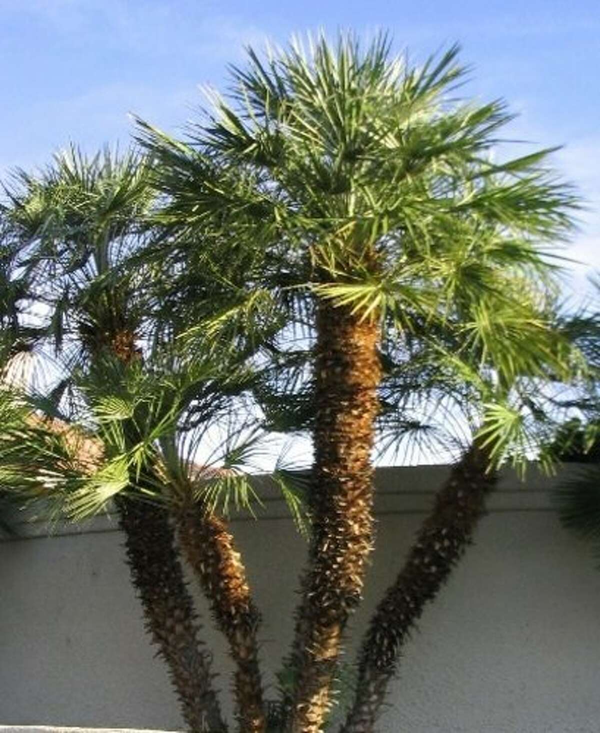 Southeast Texas guide to palm trees