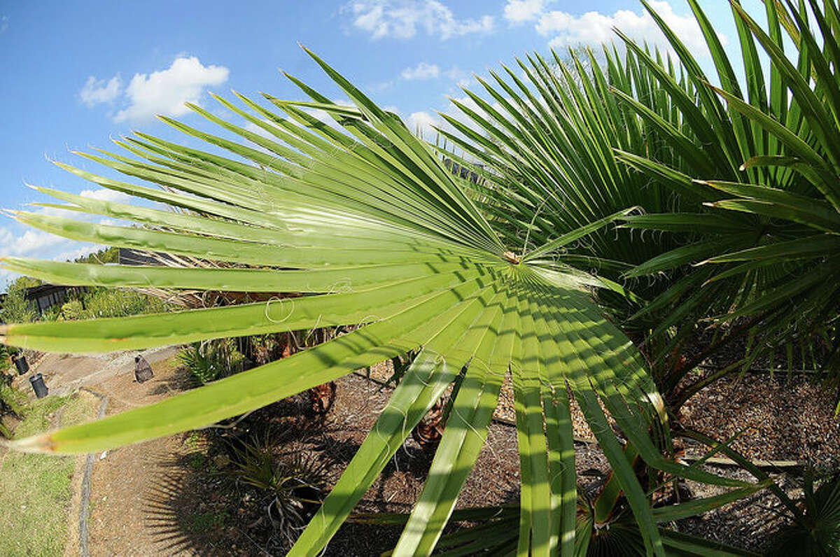 Southeast Texas guide to palm trees