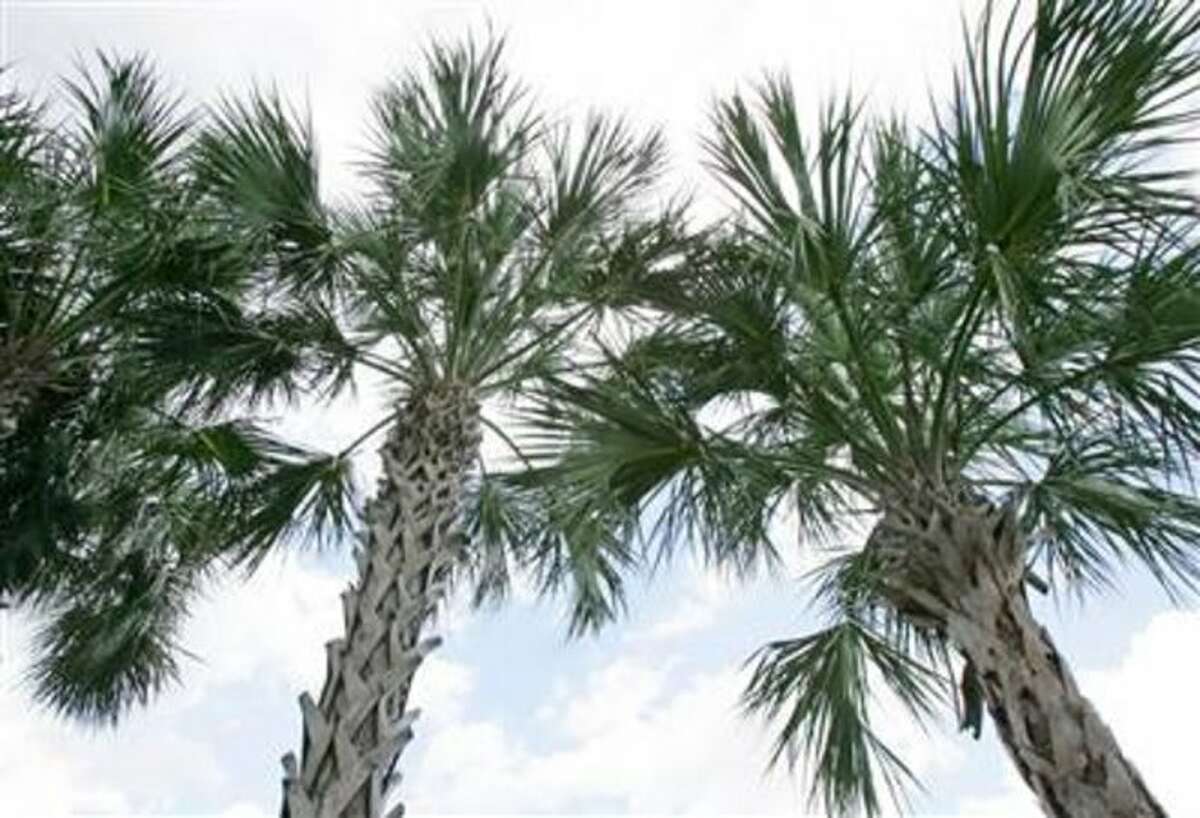 Southeast Texas guide to palm trees