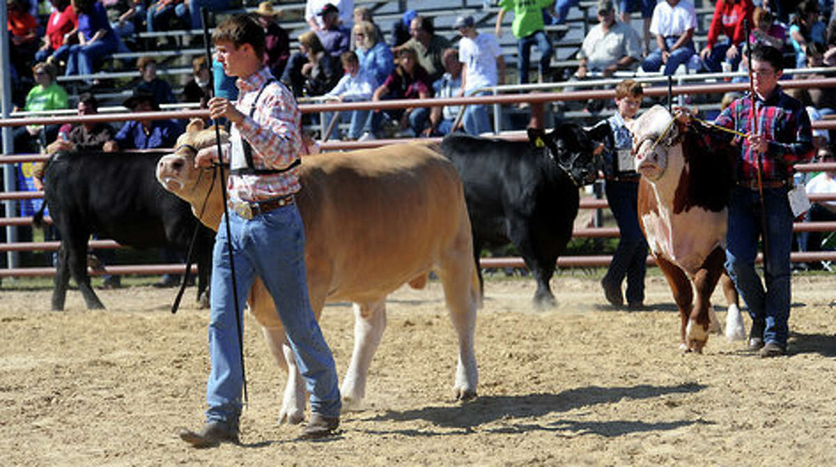 Livestock show photo gallery
