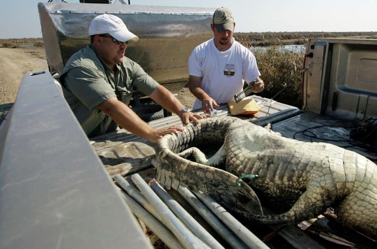Posthurricane gator hunting in Anahuac