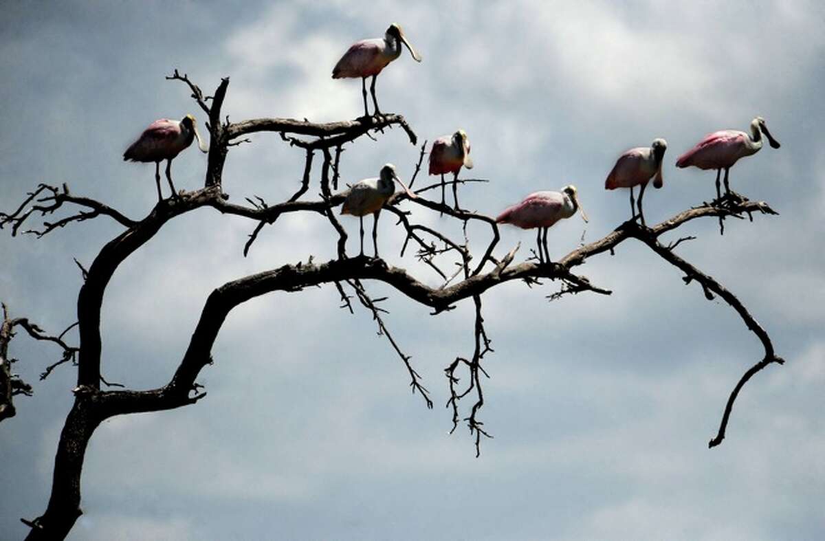 A flock of Rosette Spoonbills perch in a tree at the Smith Oaks Sanctuary on High Island, Tuesday.