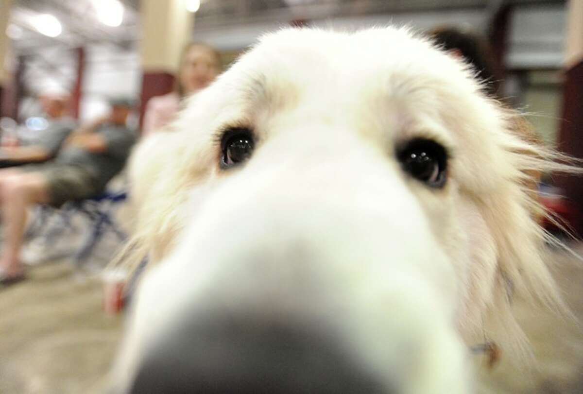 AKC Dog Show at Ford Park