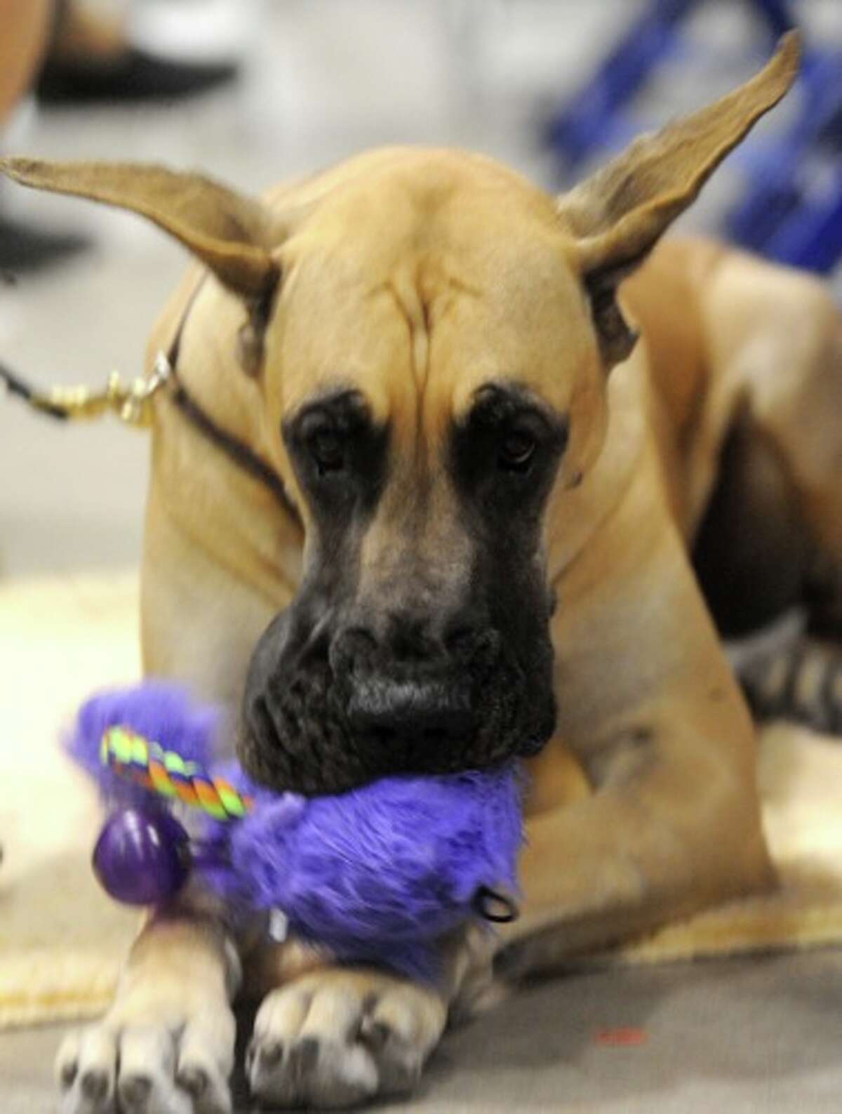 AKC Dog Show at Ford Park