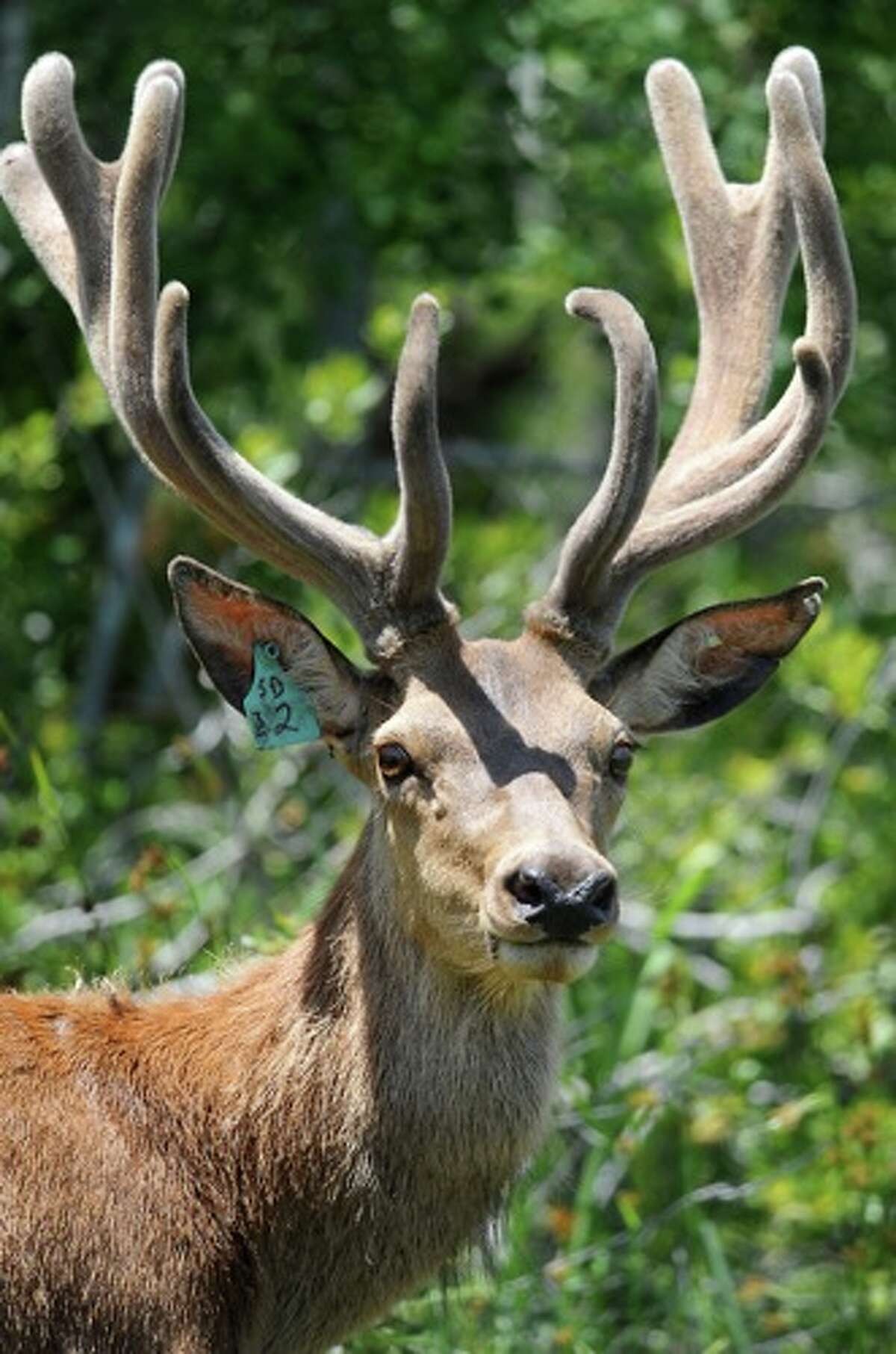 Tompkins Mixed bag awaits Texas' whitetailed deer hunters