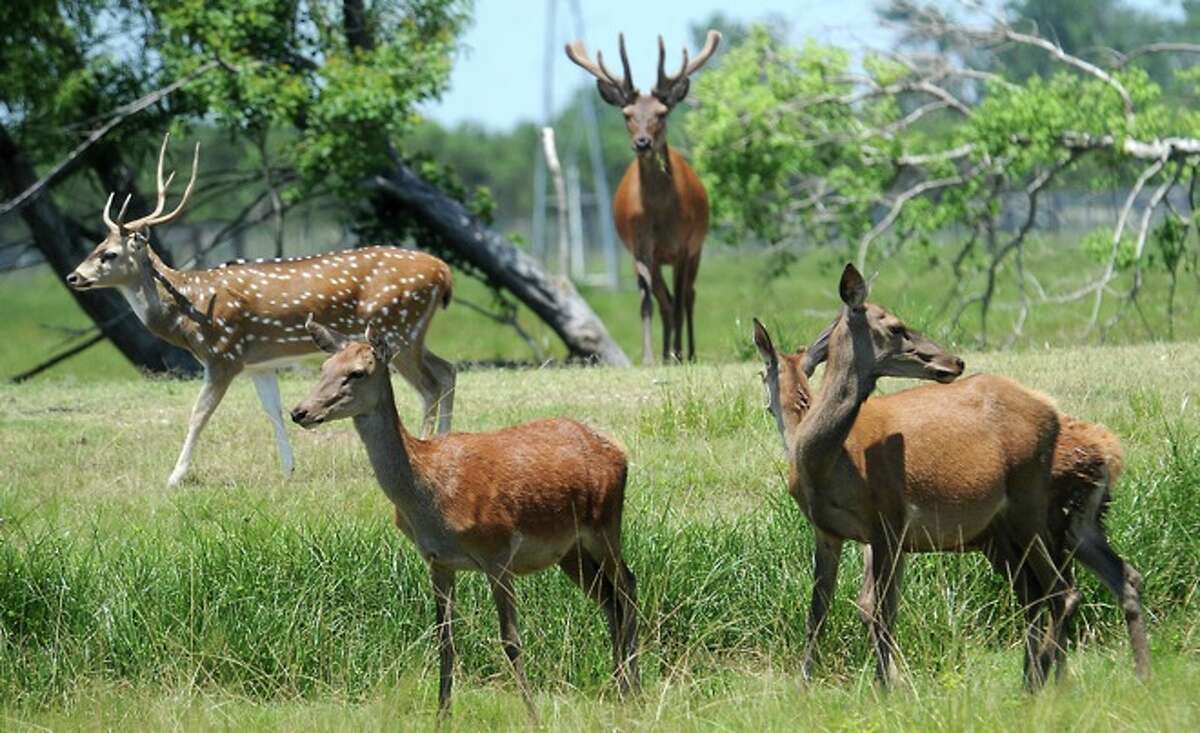 Exotic Game Hunting in Winnie