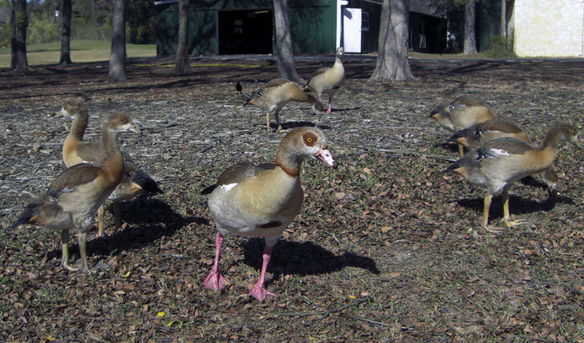 A family of right Egyptian geese hanging out at Brackenridge Park Golf Course is being watched over by Sharon Sander, who first saw them in December.