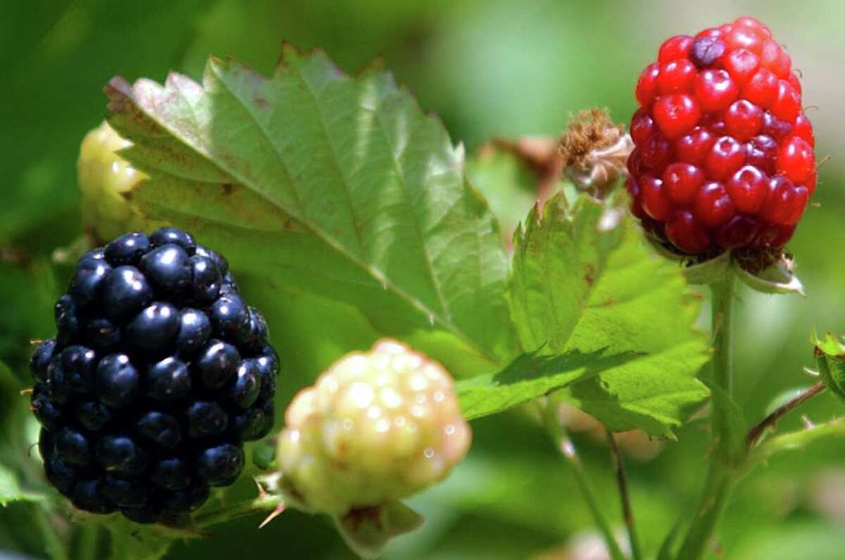 There are several blackberry varities suited for this area.