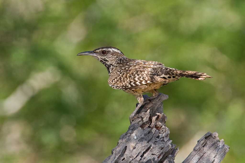 At Hueco Tanks, winter is prime birding time
