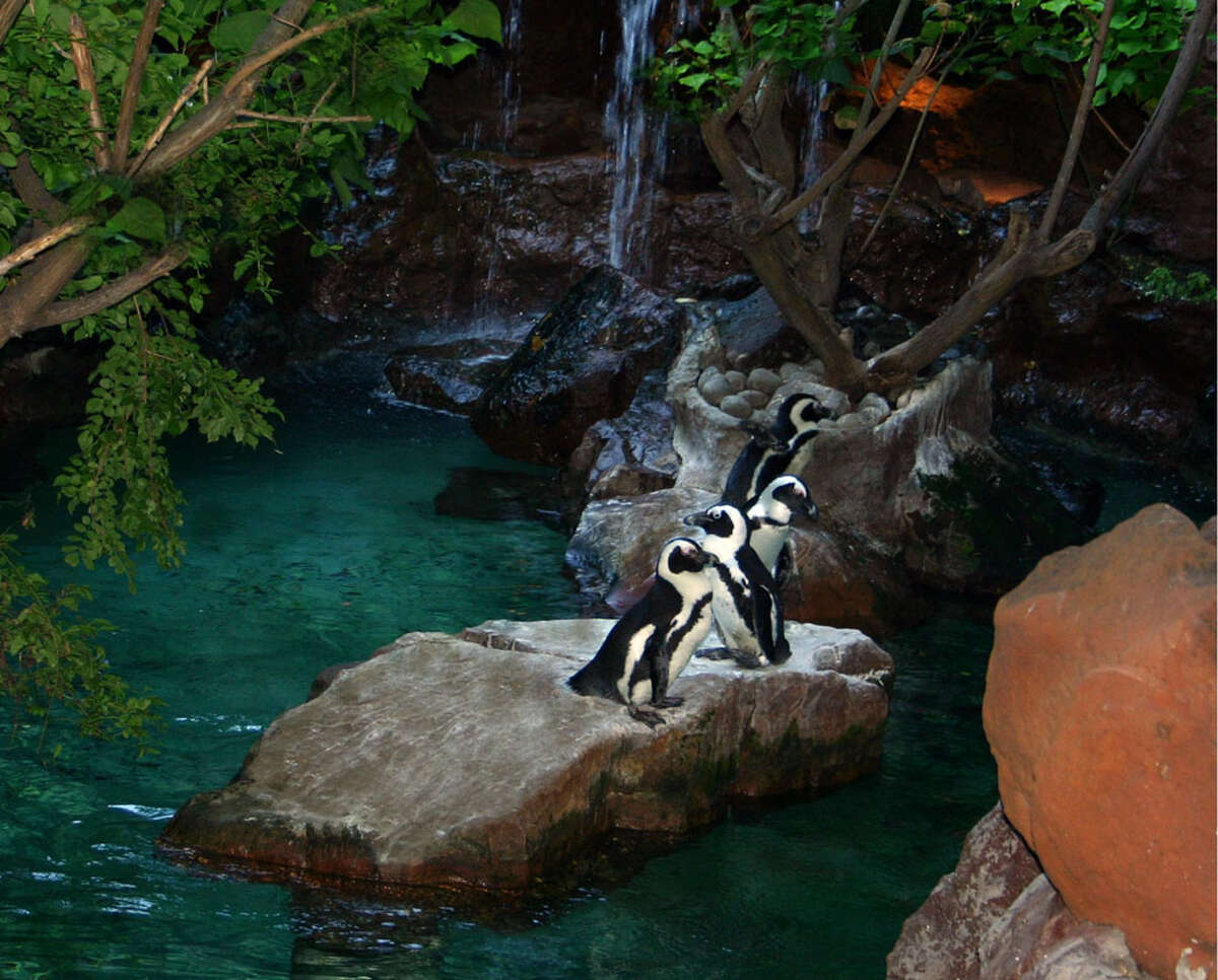 Penguins at the Dallas World Aquarium take advantage of the roosting spot on one of the small islands created for them. COURTESY DALLAS WORLD AQUARIUM