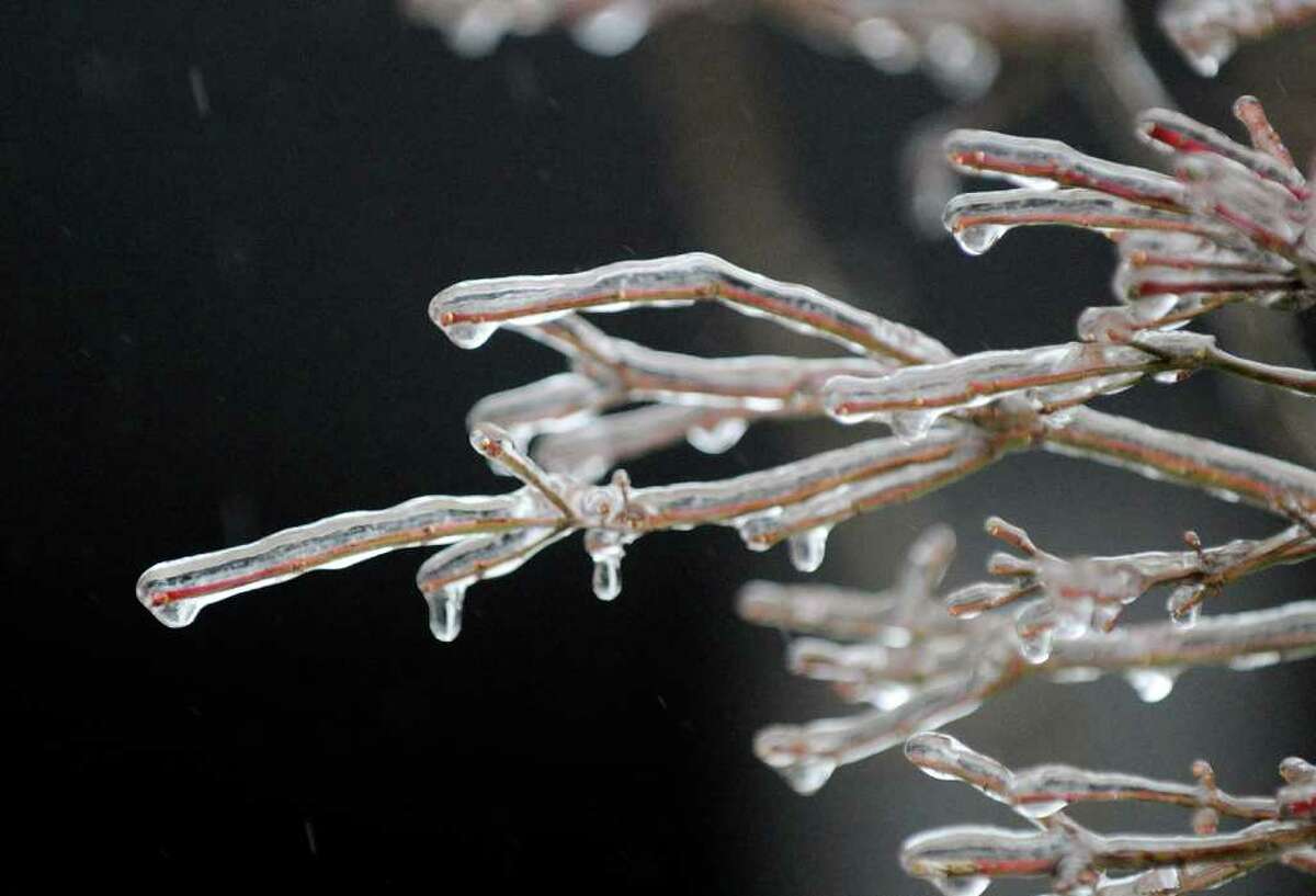 Ice formed on a tree branch, Old Greenwich, during ice storm that hit the area, Wednesday morning, Feb. 2, 2011.