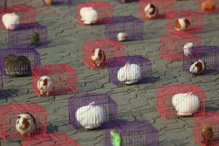 Chinese celebrate The Year Of Rabbit - Connecticut Post