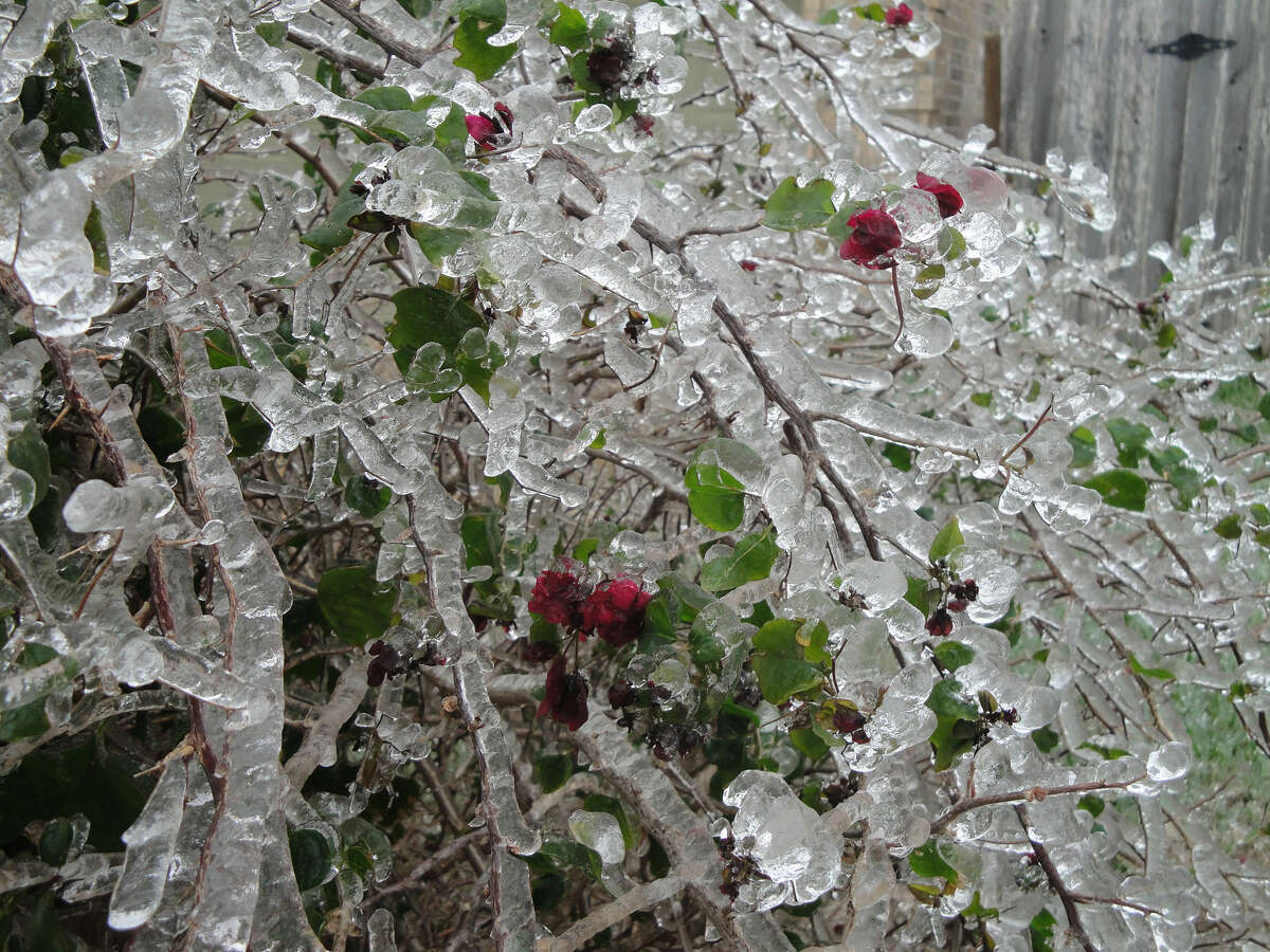 Ice covers the branches of a bush in Los Fresnos, TX.