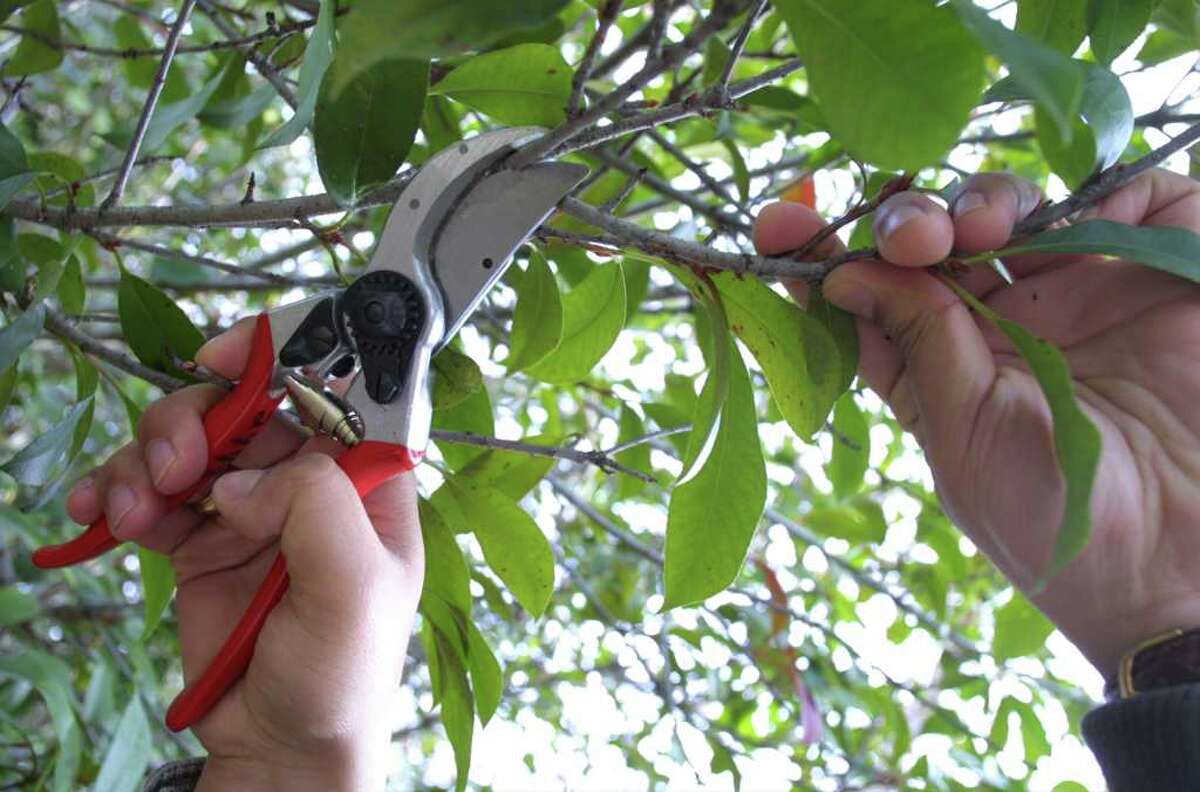 ADVANCE FOR GARDEN-- Example of pruning of small tree. Rick Hunter/Staff