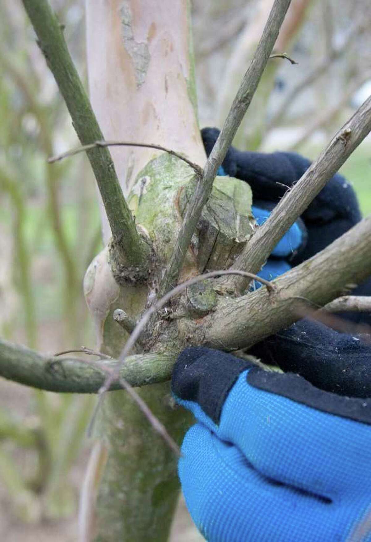 archiveplease To deal with this unwanted proliferation of growth, select three stems located equal distance around the stem; leave those three stems and use bypass pruners to remove the remaining stems. Do not use pruning paint or wound dressing on the tree. (Dave Bowman/Newport News Daily Press/MCT)