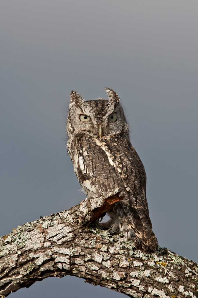 Eastern Screech Owls Are Difficult To Ignore