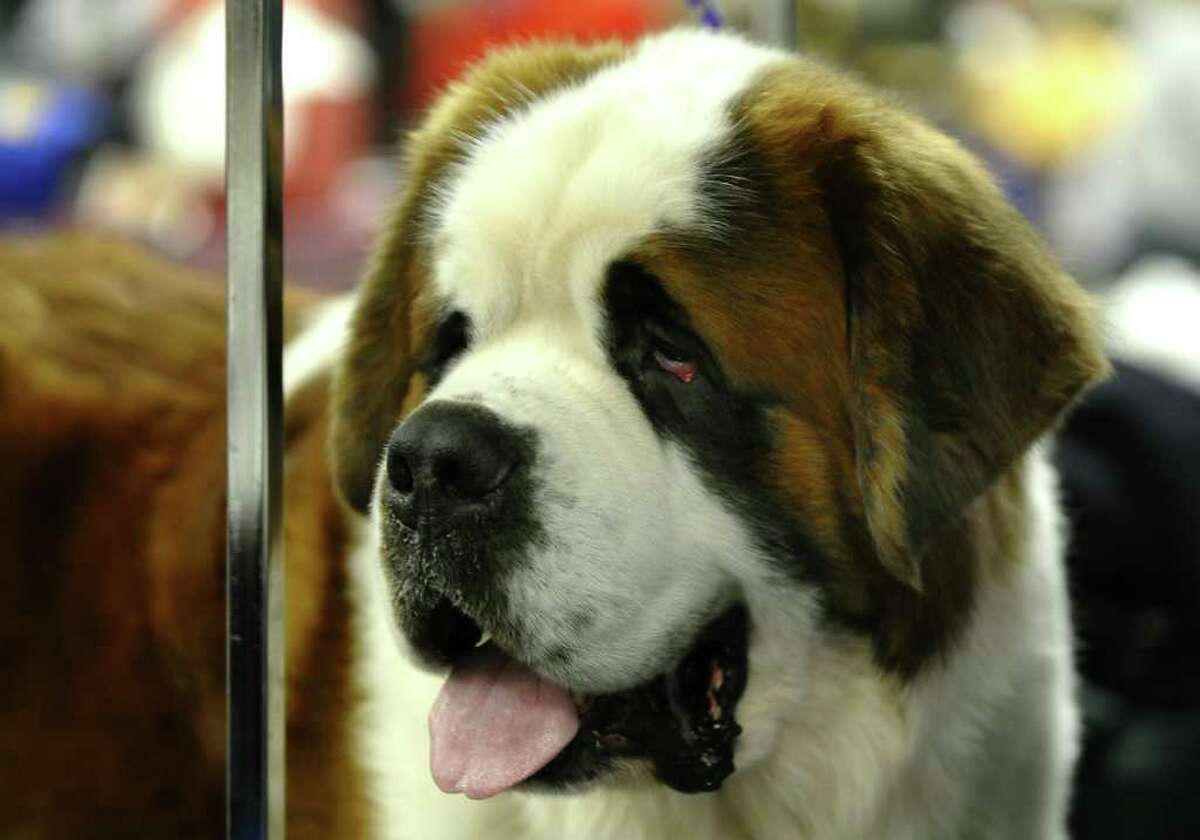 Dog Thought To Have Cancer Gets Operation Turns Out She Just Loves Teddy Bears Too Much