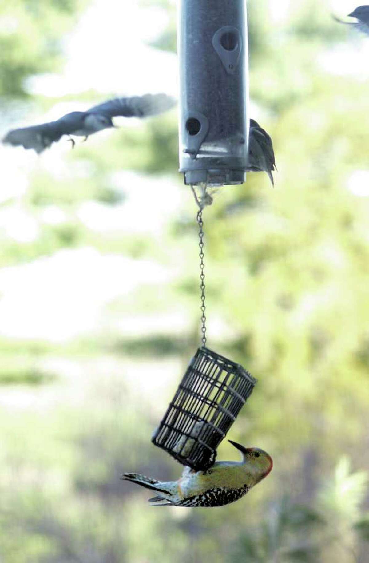 A white breasted nuthatch flies toward a feeder while a female red-bellied woodpecker works at some suet. People all over the United States and Canada will have a chance to record the birds they find at their feeders, as part of the Great Backyard Bird Count, Feb. 18-21.