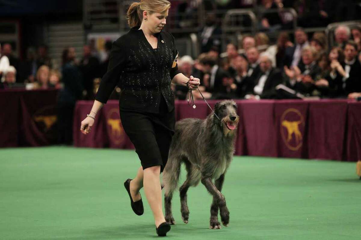 NEW YORK, NY - FEBRUARY 15: A Scottish Deerhound named Foxcliffe Hickory Wind runs with her handler Angela Lloyd before winning Best in Show at the Westminster Kennel Club Dog Show on February 15, 2011 in New York City. The show, one of the most prestigious dog shows in the world, is being held at Madison Square Garden in New York City on February 14-15. Over 2,000 dogs competed in this year's show which also included six new breeds to the competition. (Photo by Spencer Platt/Getty Images) *** Local Caption *** Angela Lloyd